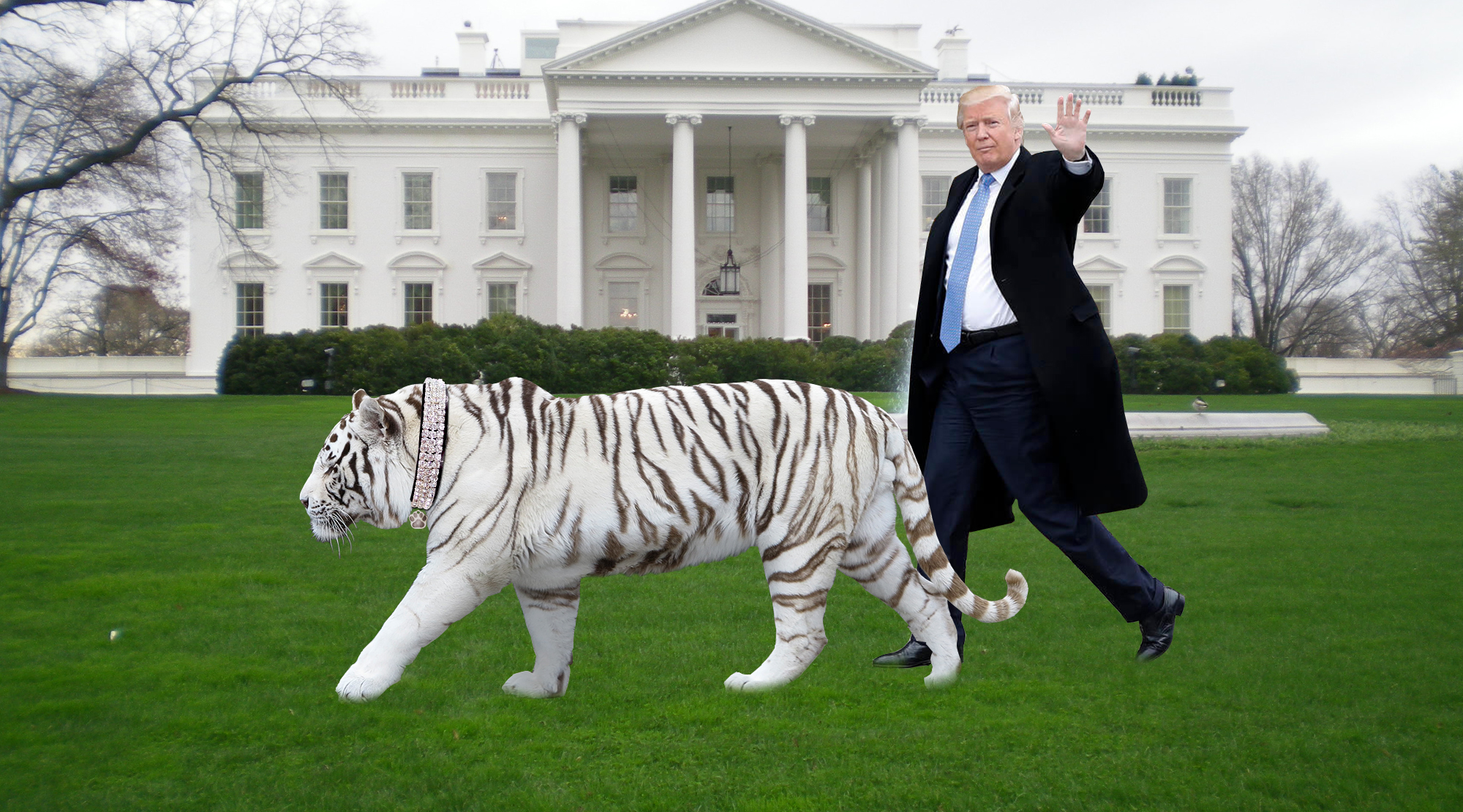 Trump Announces Presidential Pet Infertile White Tiger Named Maserati The Sack Of Troy