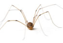 Daddy Long Legs Likes It When You Call Him That