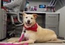 Neutered Office Dog Still Treated Better Than Unpaid Intern