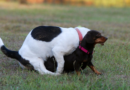 Elderly Dog Proves He’s Still Got It By Humping Every Small Dog He Meets