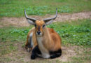 San Diego Zoo Saves Antelope From the Freedom of 3.552 Million Square Miles of African Sahara Desert