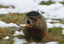 Depressed Groundhog: “Who Cares?”