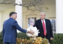 Pardoned Thanksgiving Turkey Actually Leader of Money Laundering Scheme