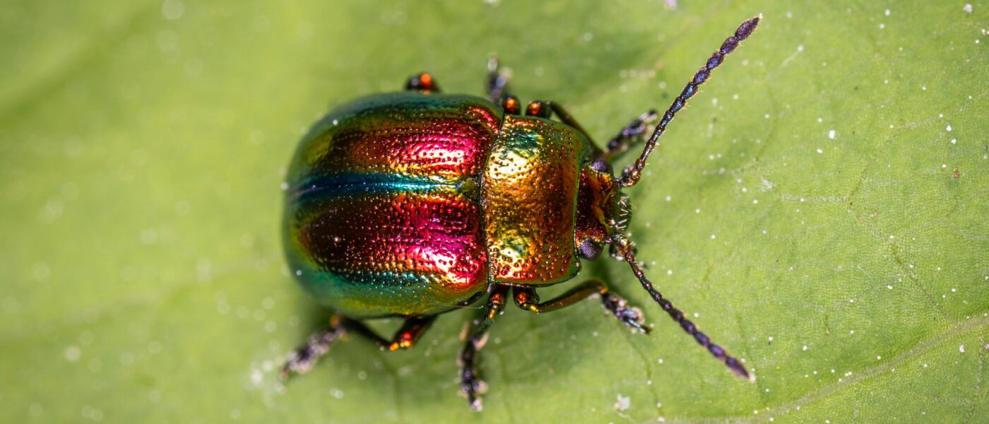 No Change in EVK Menu