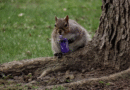 Squirrels Now Begging to Hit Your Vape Too