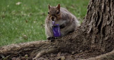 Squirrels Now Begging to Hit Your Vape Too Squirrels Now Begging to Hit Your Vape Too